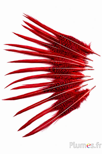 Goldfasan Sprössel - 15-20 cm - rot-karmin